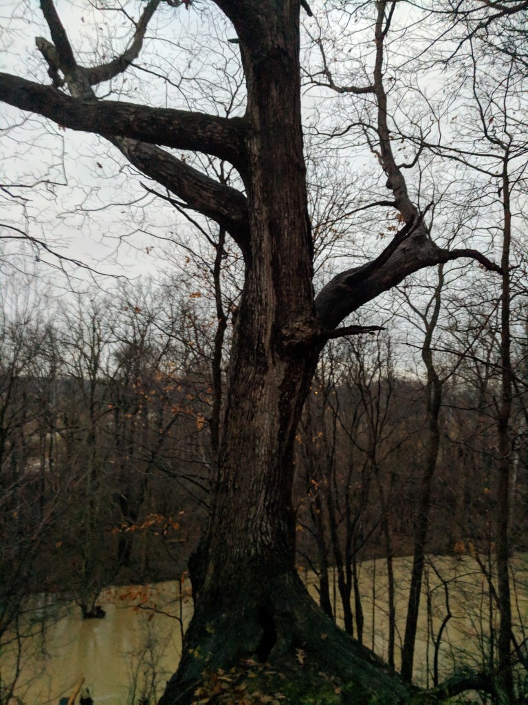 a tree damaged but withholding time